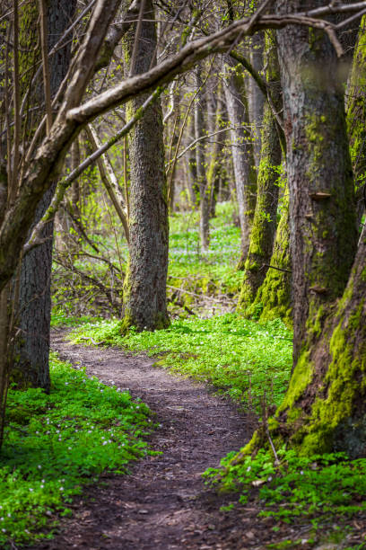 森の小さな曲がりくねった道 - sweden wildflower wood anemone flower ストックフォトと画像