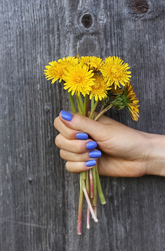 female hand keeping yellow dandelions on grey wooden background