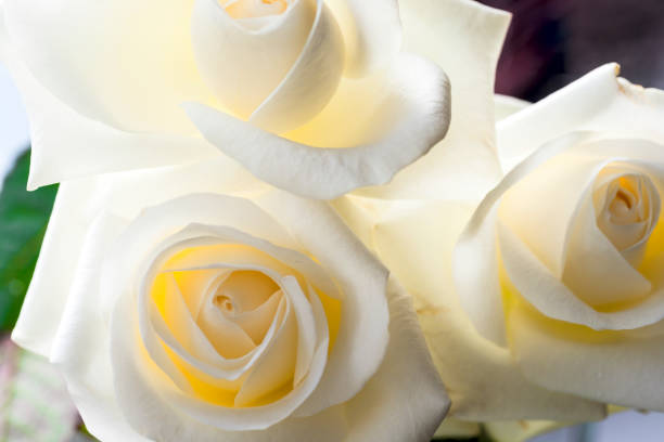 istock White rose close-up can use as background. Soft focus. 680784126