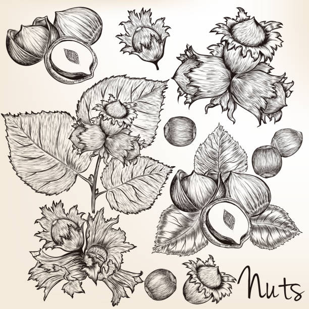 ilustrações, clipart, desenhos animados e ícones de coleção de mão mais alta detalhadas vector desenhados nozes no estilo gravado - hazelnut nut hazel tree tree