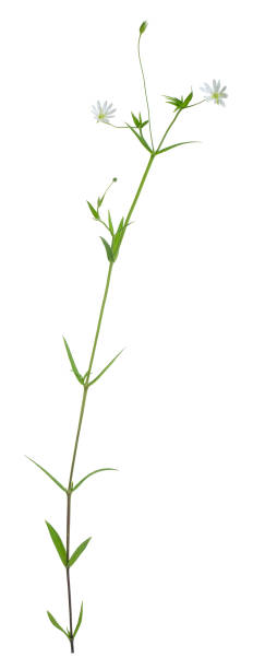 istock Common starwort, Stellaria graminea isolated on white background 680789466