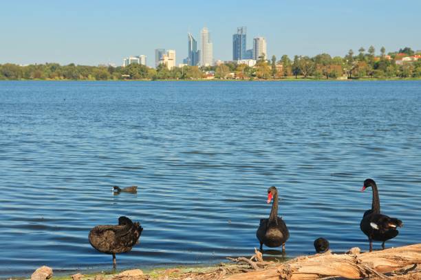istock Black swans at the lake in Perth, Australia 680789502