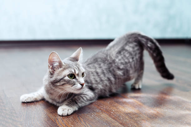 istock Gray cat playing. The concept of pets. 680789882