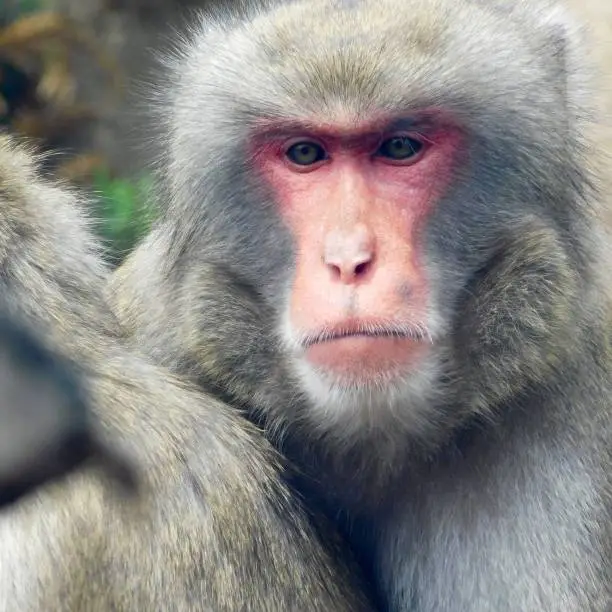 Closeup of a Macaque