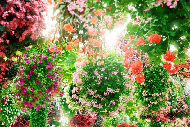 istock Flower arrangement like a chandelier 680793070