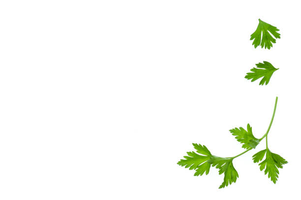 feuilles de persil jardin sur fond blanc - flat leaf parsley photos et images de collection