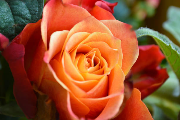 Orange Coloured Rose Close Up stock photo