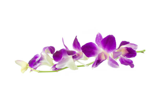 istock Purple orchid isolated on white 680794766