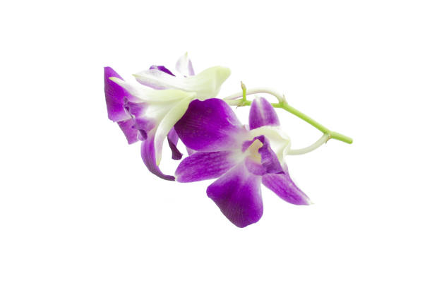 istock Purple orchid isolated on white 680795090
