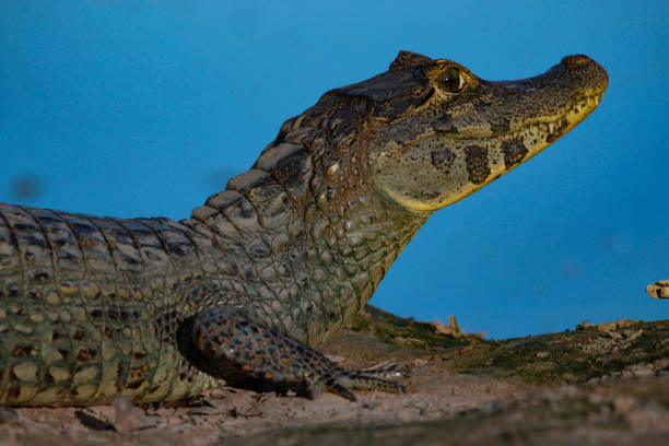 caïman à museau large (caiman latirostris) - pantanal mato grosso - snouted photos et images de collection