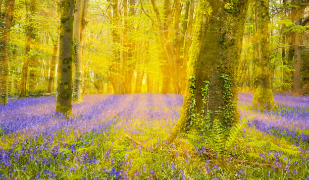 istock Sun shines through beech trees illuminating a carpet of bluebells 680801258