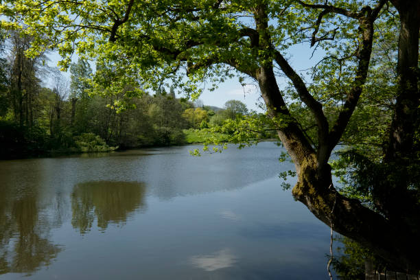 istock lake in forest - lush green foliage 680806732
