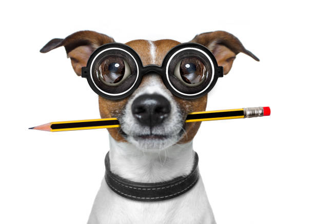 istock dog with pencil at the office 680809910
