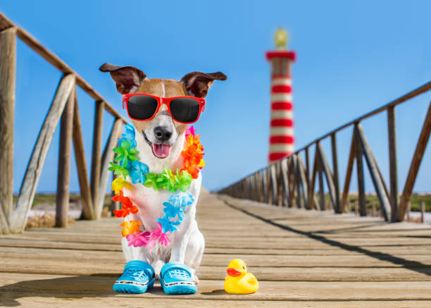 istock dog at the beach and ocean with plastic duck 680809970