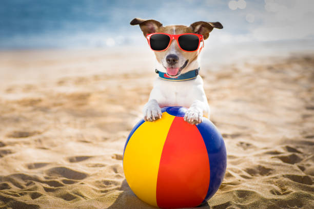 istock dog at the beach and ocean with plastic ball 680810026