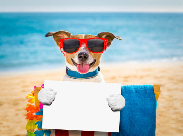 istock dog siesta on beach chair 680810050