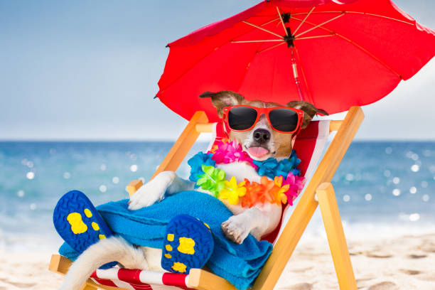 istock dog siesta on beach chair 680810064