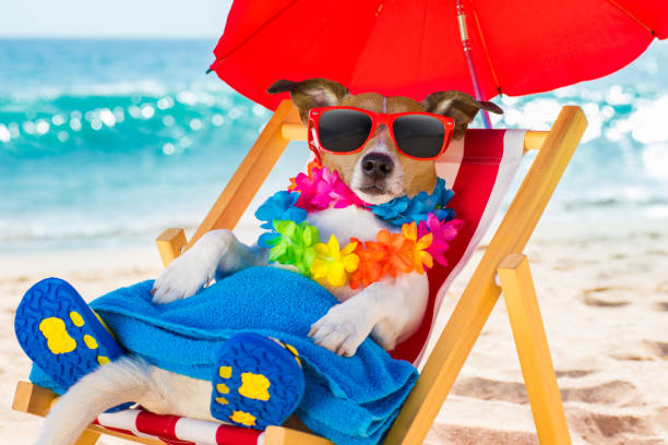 istock dog siesta on beach chair 680810084