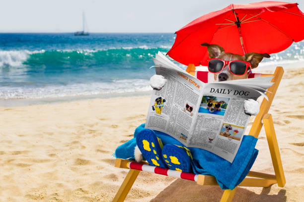 dog siesta on beach chair - hammock beach vacations tropical climate imagens e fotografias de stock