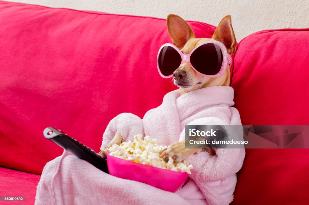dog watching tv on the couch chihuahua dog watching tv or a movie sitting on a red sofa or couch  with remote control changing the channels with popcorn Humor Stock Photo