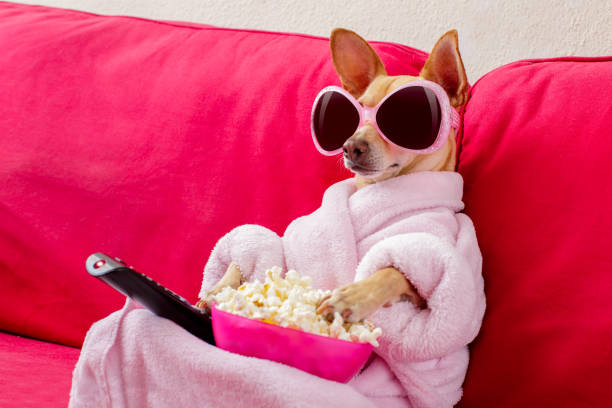 dog watching tv on the couch chihuahua dog watching tv or a movie sitting on a red sofa or couch  with remote control changing the channels with popcorn low key photos stock pictures, royalty-free photos & images