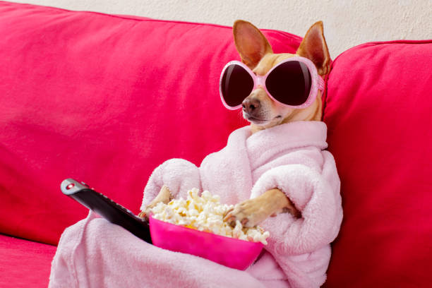 dog watching tv on the couch chihuahua dog watching tv or a movie sitting on a red sofa or couch  with remote control changing the channels with popcorn laziness stock pictures, royalty-free photos & images