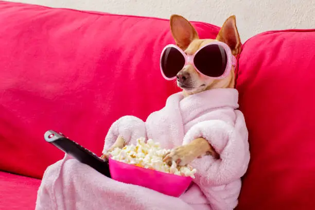 chihuahua dog watching tv or a movie sitting on a red sofa or couch  with remote control changing the channels with popcorn