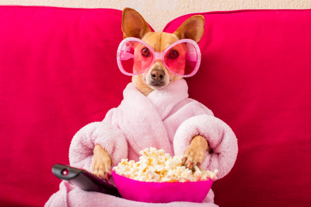 istock dog watching tv on the couch 680810420
