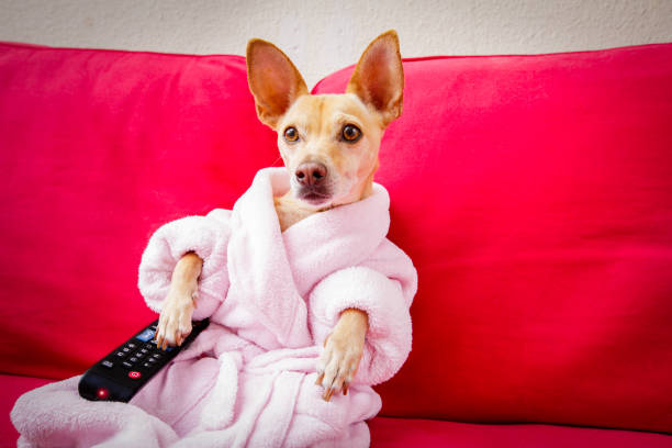 istock dog watching tv on the couch 680810510