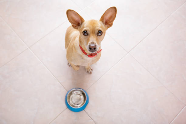 istock hungry dog with food bowl 680812518