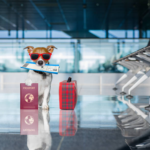 istock dog in airport terminal on vacation 680812564