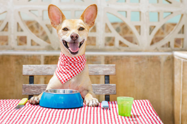 hungry chihuahua dog eating with tablecloth utensils at the table , food  bowl , fork and knife
