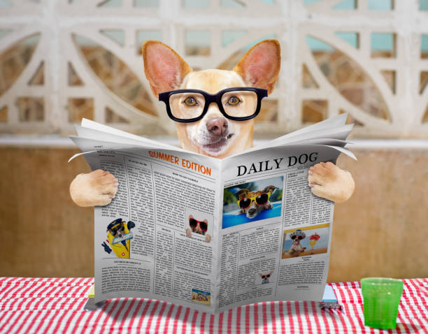 istock dog eating a the table with food bowl 680812674