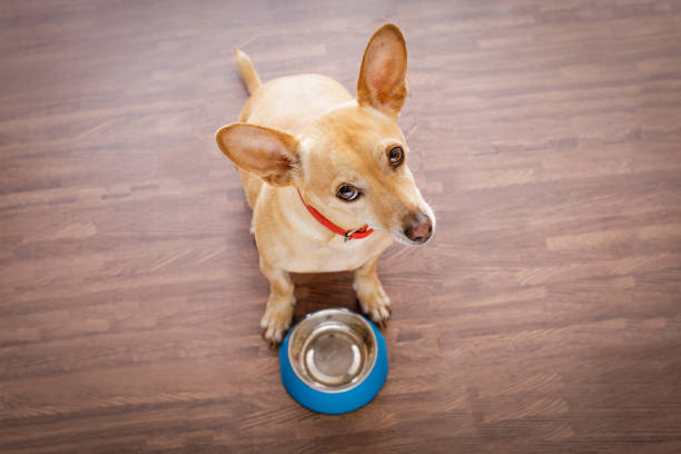 istock hungry dog with food bowl 680812720