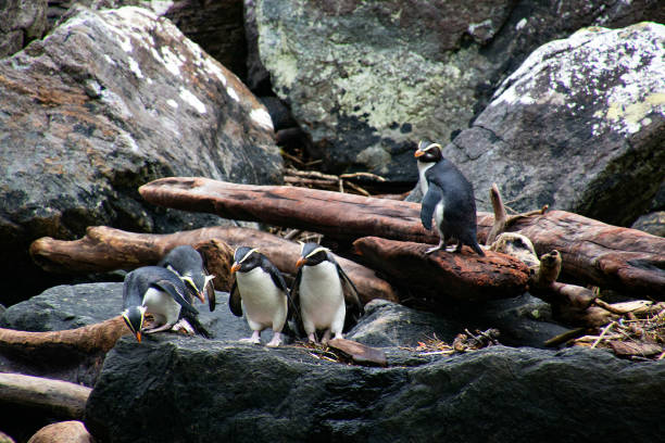 Curious Crested Penguins at Milford Sound A group of Crested Penguins are excited by the visiting boat and trip over each other trying to get closer.  Milford Sound offers many inlets to shelter the birds. milford sound stock pictures, royalty-free photos & images