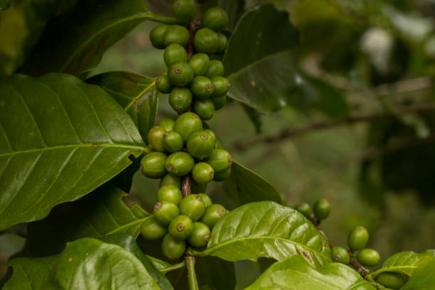 istock Coffee beans coffee beans  From farm 680821270