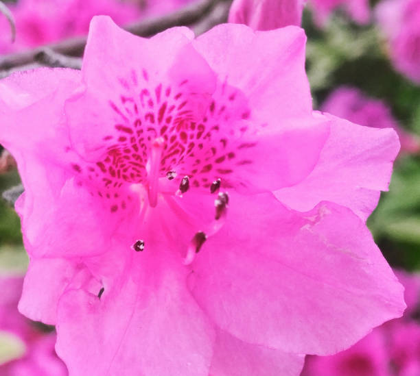 istock Extreme close up beautiful flower 680821636