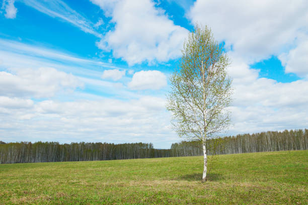 Springtime landscape with a young isolated birch tree among wide field in sunny cloudy day
