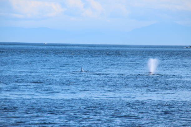 istock humpback whale exhaling air vapour 680826784