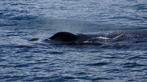 istock humpback whale blowhole 680829984