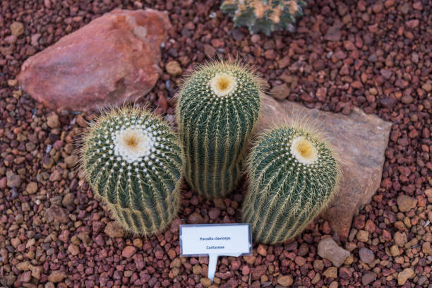 istock Cactus planted in an arid botanical garden 680833126