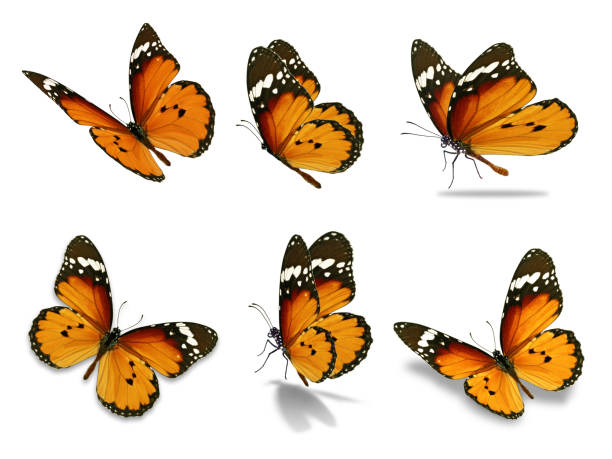 six monarch butterfly Beautiful six monarch butterfly, isolated on white background butterfly stock pictures, royalty-free photos & images