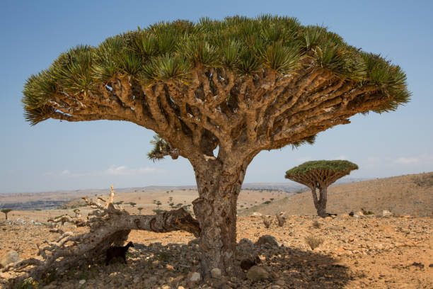 istock dragon blood tree, dracaena cinnabari 680833868