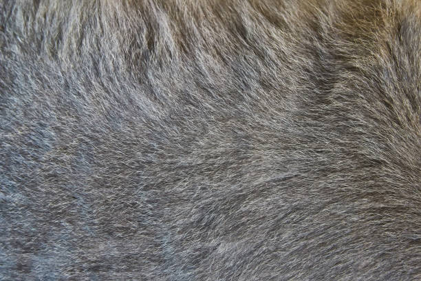 istock Background patterned hair of cat 680833958