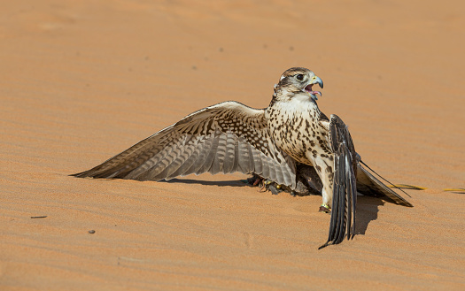 Saker Falcon (falco cherrug) in a desert near Dubai