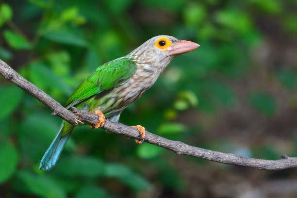 istock Lineated Barbet Bird 680834118