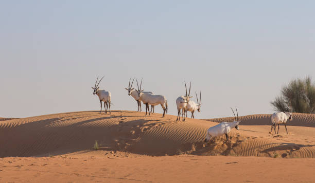 órix árabe em um deserto perto de dubai - arabian oryx - fotografias e filmes do acervo