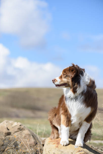 Beautiful dog looking to side on a rock in meadow stock photo