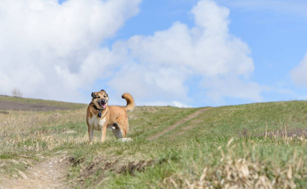 Bright, cheerful spring scene with clouds and a happy healthy rescue dog stock photo