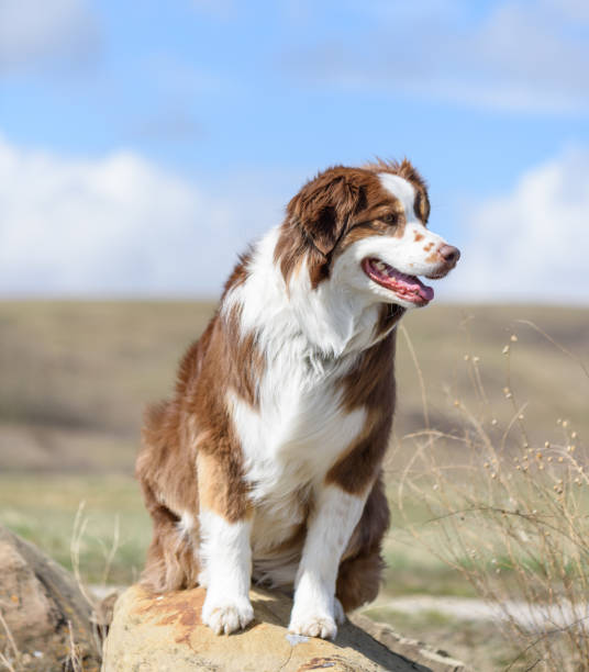 Healthy dog sitting contentedly with beautiful backdrop stock photo